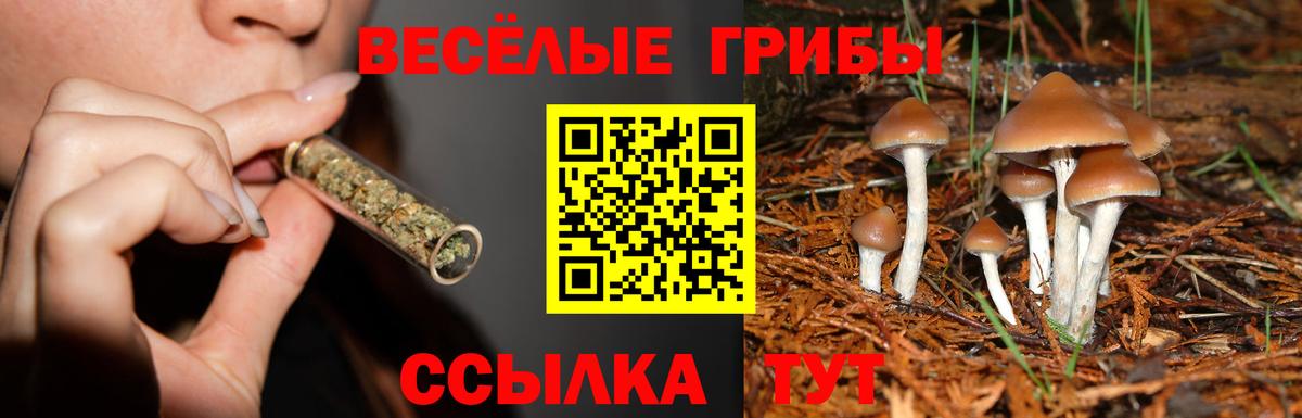 Новотроицк  Псилоцибиновые грибы прущие грибы  Вход с VPN 